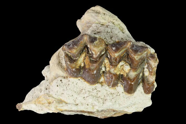 Oreodont (Merycoidodon) Jaw Section - South Dakota #146170
